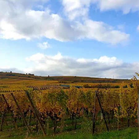 アパート La Houblonniere Standing Et Confort A コルマール